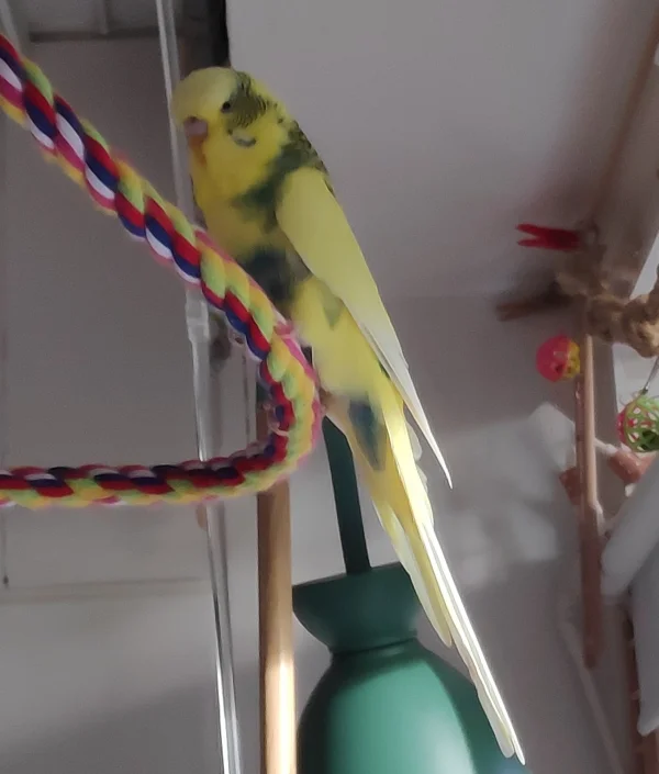 Wellensittich-Bild: Nun hat er sich endlich getraut, den Käfig zu verlassen und sitzt ganz stolz auf dem Bungeeseil. Er hat uns gezeigt, wie sicher er fliegen kann.