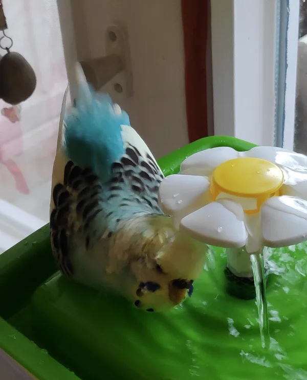 Wellensittich-Bild: Lia ist unsere kleine Badenixe. Sie liebt es, ausgiebig zu planschen. 