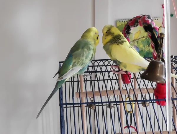 Wellensittich-Bild: Es hat eine Weile gedauert, aber nun sind sie richtig dicke Freunde geworden. Es macht Spaß, die beiden zu beobachten und zu sehen, was nun wieder ausgeheckt wird.