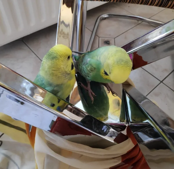 Wellensittich-Bild: Unsere Felo denkt, wenn sie ein Tuch um die Tischbeine wickelt, fliegen wir nicht in die Mitte. Wir lassen uns doch den Spaß nicht verderben. Sieh mal,Ben, so viele Wellis, und alle sehen aus wie wir!