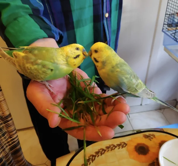 Wellensittich-Bild: Auch wenn Futterneid vorherrscht, bekommt jeder etwas von dem Gras ab. Für Nachschub ist gesorgt, noch wächst der Rasen vor dem Haus.