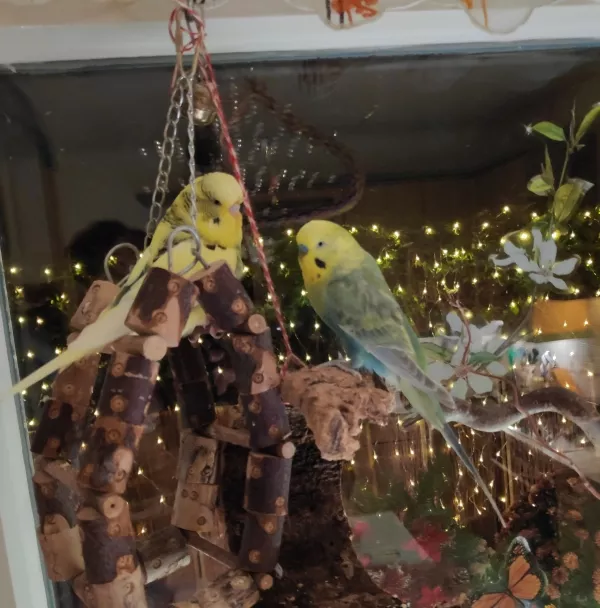 Wellensittich-Bild: Normalerweise gehen sie bei Dunkelheit in ihren Käfig zum Relaxen. Die Weihnachtsbeleuchtung gibt ihnen so viel Licht, dass sie sich auch bei Dunkelheit sicher fühlen.