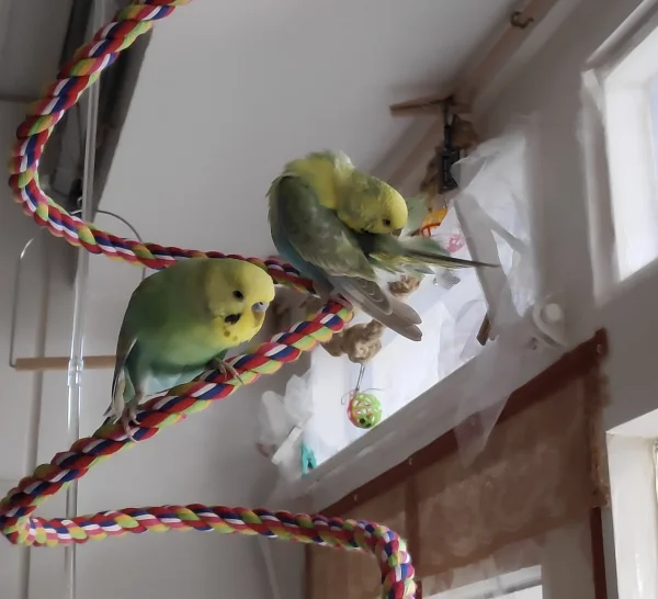 Wellensittich-Bild: Auf dem Bungee-Seil ist das Putzen des Gefieders eine wackelige Angelegenheit, aber Bayala und Ben meistern das mit Bravour.