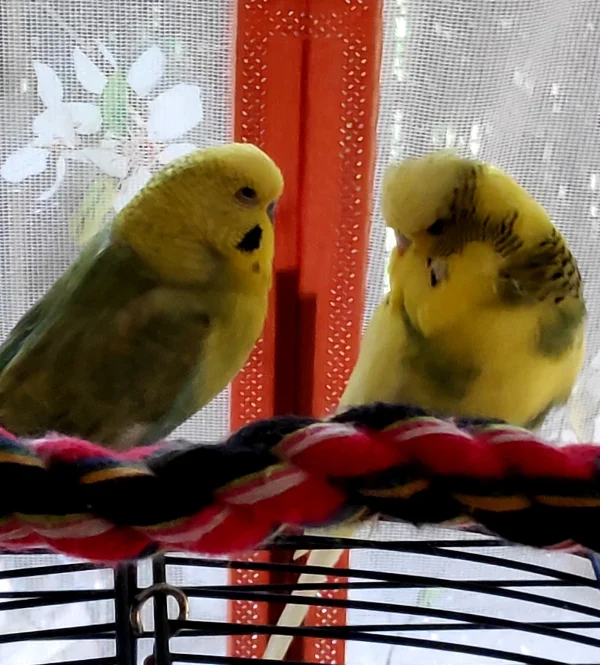 Wellensittich-Bild: Gerade hat sich der Himmel verdunkelt, aber Ben und Casanova sitzen ganz entspannt auf dem Käfig. Wenn es gewittert, können sie schnell auf ihre Lieblingsplätze klettern, dort fühlen sie sich sicher.