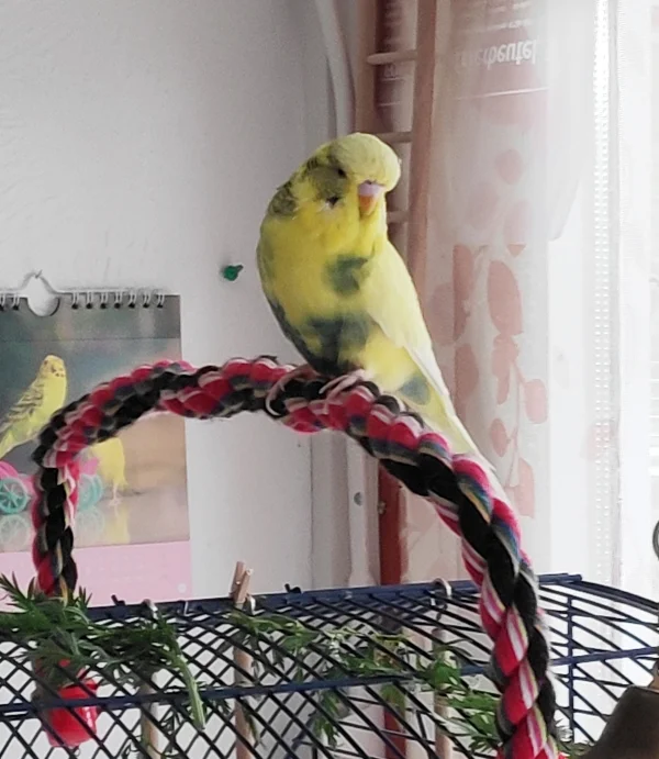 Wellensittich-Bild: Nun, Felo, beeile Dich mal und schneide die Möhre in Streifen, damit wir daran knabbern können.