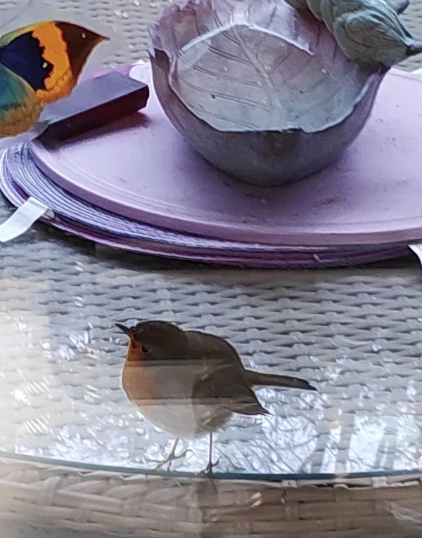 Wellensittich-Bild: Das Rotkehlchen kommt jeden Tag ganz dicht an die Fensterscheibe und begrüßt Bayala und Ben, danach fliegt es zum Futterkasten. Die Wellis finden das ganz toll und begrüßen das Rotkehlchen mit Gezwitscher.