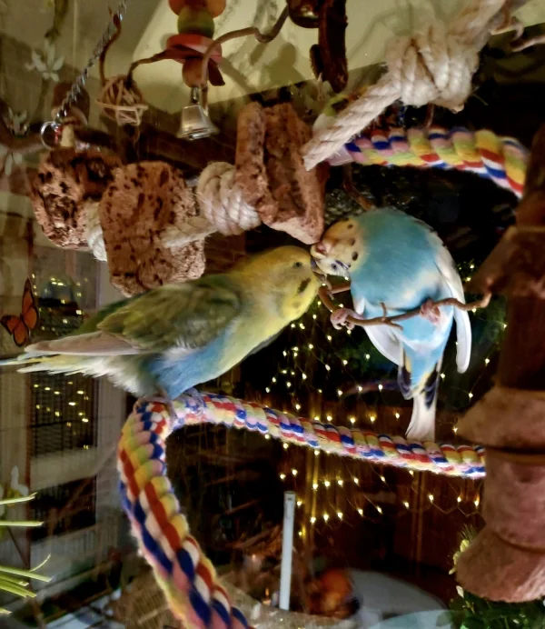 Wellensittich-Bild: Lia und Ben lieben stimmungsvolle Weihnachtslieder, da wird dann auch hier und da mal mitgezwitschert und gekuschelt.