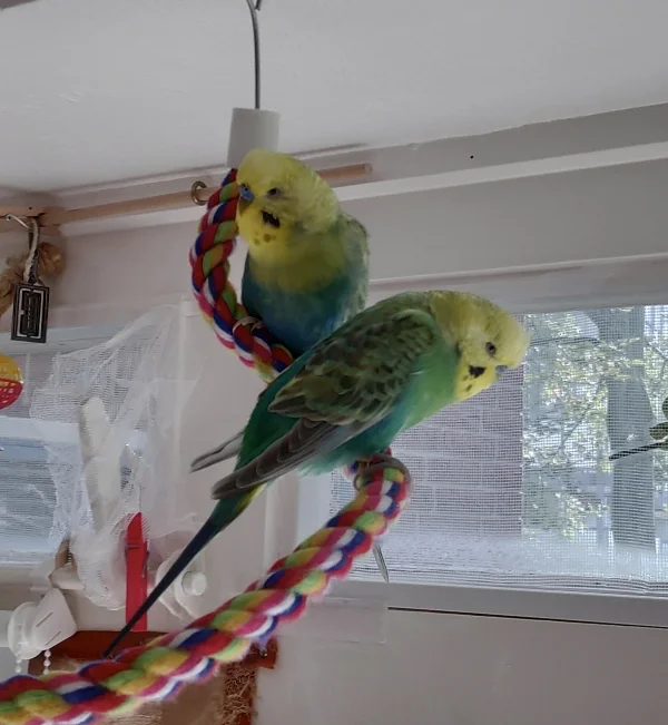Wellensittich-Bild: Unsere Felo hat heute den Futterkasten für die Wildvögel aufgehängt. Die Meisen fliegen schon aufgeregt hin und her, wir chillen.