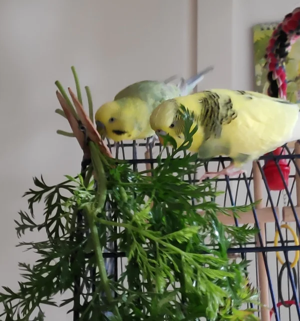 Wellensittich-Bild: Wenn die Felo Apfel-Möhrensalat zubereitet, gibt es für uns jede Menge Möhrengrün. Eine Wurzel haben wir auch schon angeknabbert.