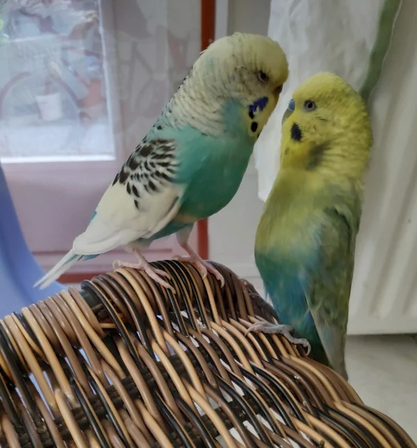 Wellensittich-Bild: Lia hat sich sehr gut bei uns eingelebt, zeigt Ben aber manchmal, dass sie auch zickig sein kann. Das tut der Liebe aber keinen Abbruch.