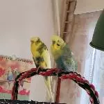 Ben und sein neuer Freund Casanova