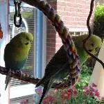 Vogelkino am Fenster