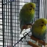 Müde und zufrieden 
