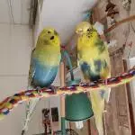 Welligespräche