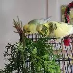 Lecker, lecker