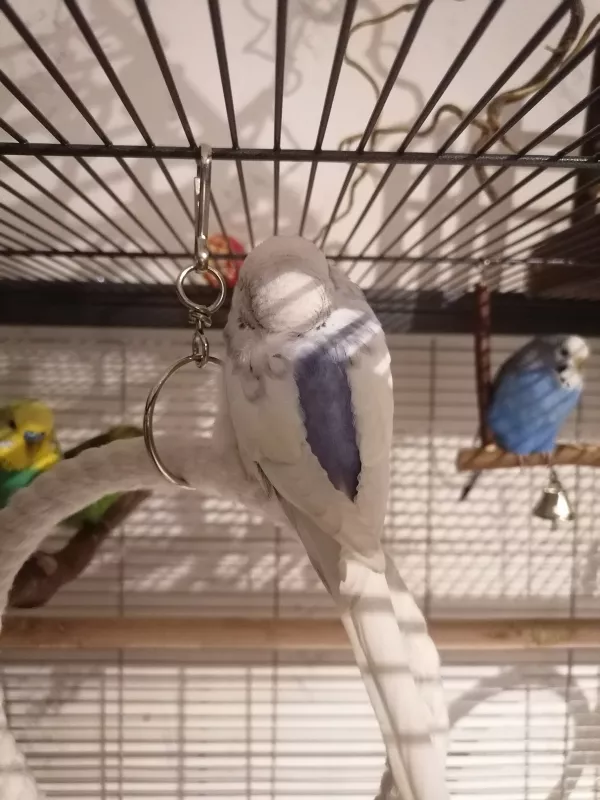 Wellensittich-Bild: Welli Dame Blueberry bei der Vorbereitung für die Nacht 
