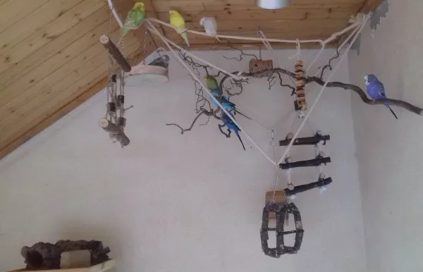Wellensittich-Bild: Von den anderen angeleitet und eingeladen entdeckt die rachitische Bibi die Birkenholz Hängeplattform. Freut und bedankt sich ausgiebig und hält erstmal Mittagsschlaf. :D