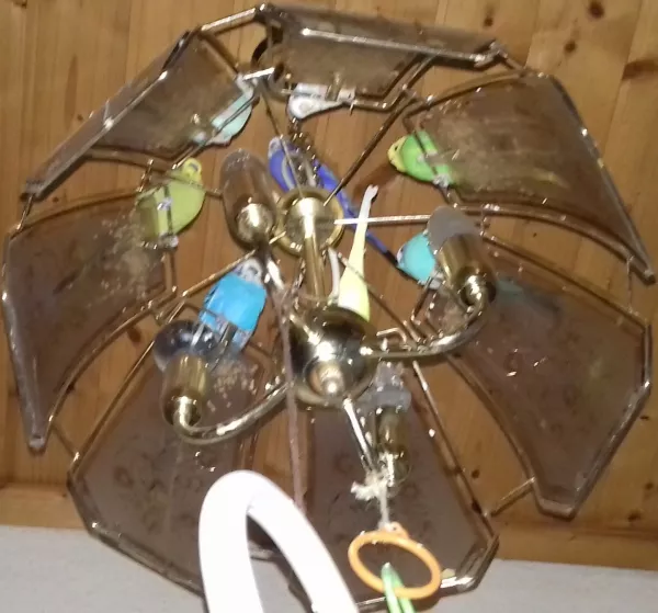 Wellensittich-Bild: Vor dem Schlafen tagt oft der Zentralrat der Wellis, auf Omas, vor allem von den Vögeln, geliebter Lampe. Heute war die Konferenz wohl zum einschlafen, denn auch 3 Stunden später sitzen alle noch genauso da. Meine Wellis haben den Sonnenuntergang verpennt. xO