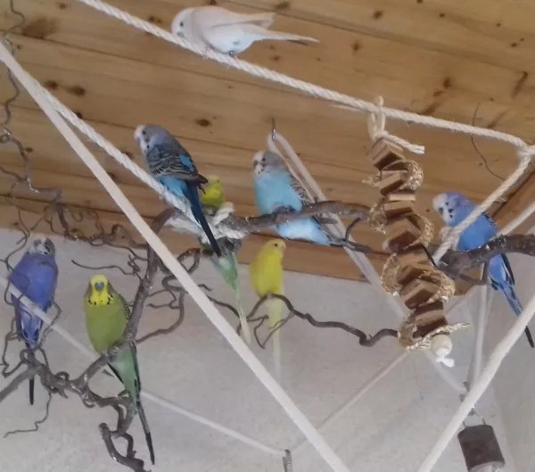 Wellensittich-Bild: Nach dem Essen - chillen nich vergessen