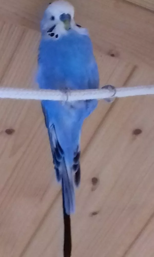 Wellensittich-Bild: Freche Quasselstrippe