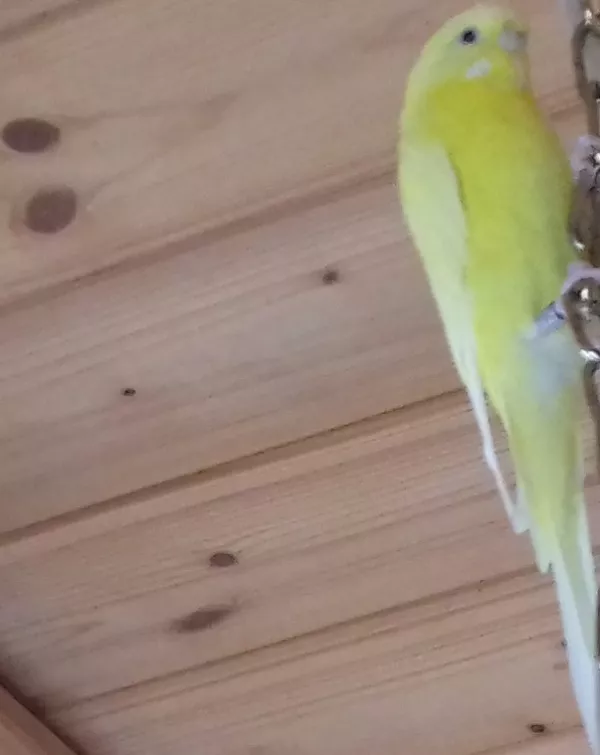 Wellensittich-Bild: Frech flinke Prinzessin
