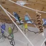 Alle meine Vögel