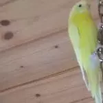 Mein Welli  Kiki