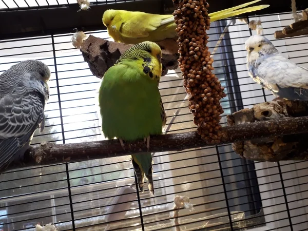 Wellensittich-Bild: Limone, Leo Löwenzahn, Herr Wolke und Pinsel in ihrem Käfig