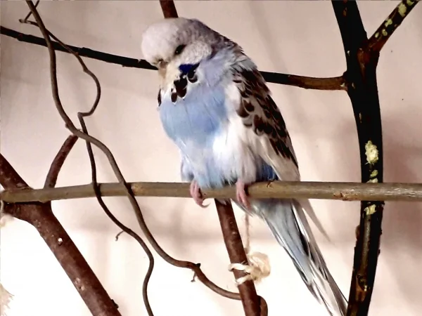 Wellensittich-Bild: Die Nachfolgerin von Pinsel. Leo Löwenzahn hat sich sofort in sie verliebt. Und jetzt sucht sie in allen Ecken nach einer Nistmöglichkeit. Keine Angst, alles ist abgesichert.