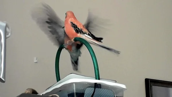 Wellensittich-Bild: Himbär und Spatz beim Anflug auf das Wellinessbad
