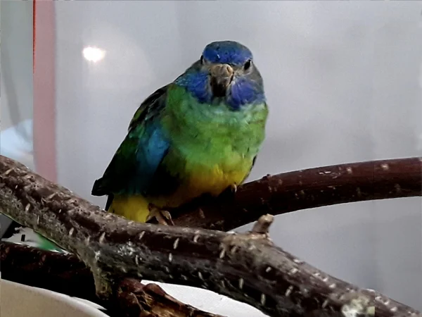 Wellensittich-Bild: Minimax, die kleine naturfarbene Glanzsittichhenne heißt deshalb Minimax, weil der große Max eine Blaustirnamazone war und sie fast so aussieht wie er im Miniformat.