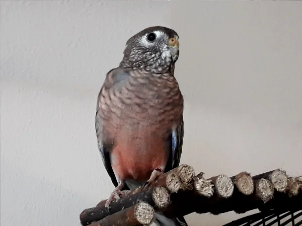 Wellensittich-Bild: die schöne, naturfarbene Bourkesittichhenne