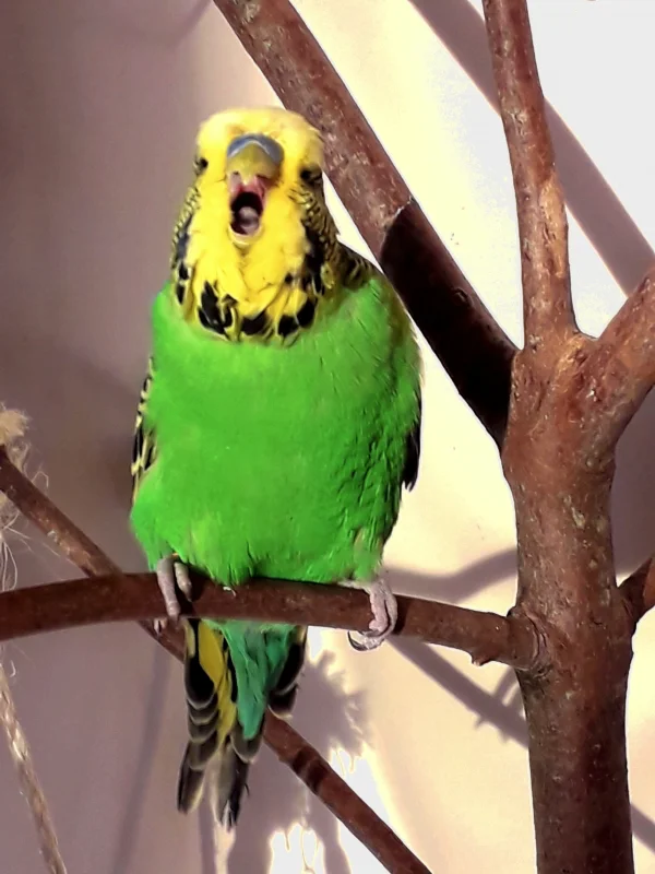 Wellensittich-Bild: Leo Löwenzahn balzt alles an, Limone, Pinsel, die Bourkihenne, Herrn Wolke, den Wellibaum und sogar mich. 
