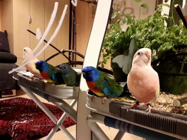 Wellensittich-Bild: Softy, der Lutino Bourkesittich, Picasso und Minimax, das naturfarbene Glanzsittichpaar posieren manierlich auf der Futterbar für das Foto.