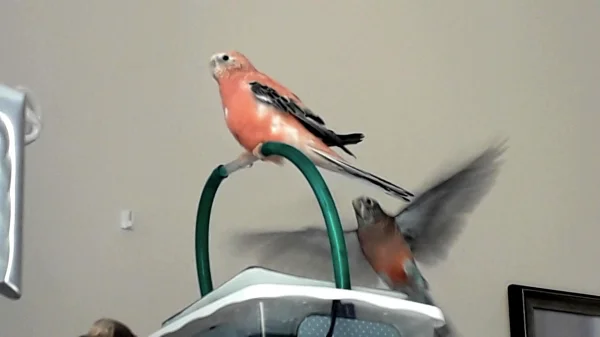 Wellensittich-Bild: Himbär und Spatz sitzen gerne auf der Dusche