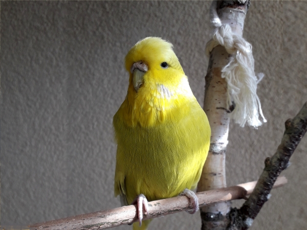 Limone