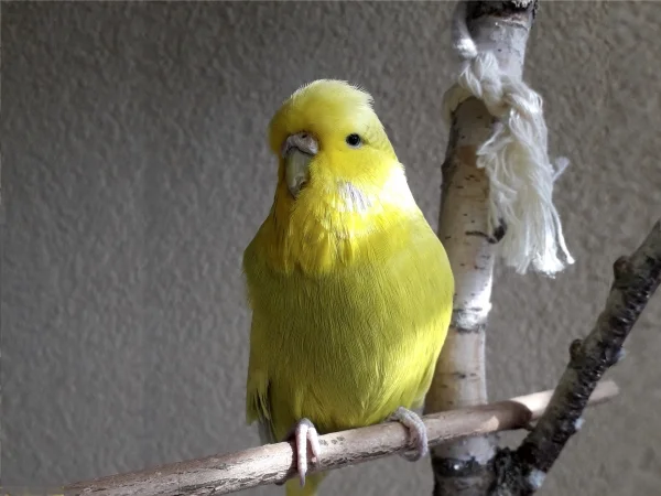 Wellensittich-Bild: Limone ist der Sonnenschein im Schwarm, bleibt aber lieber Single