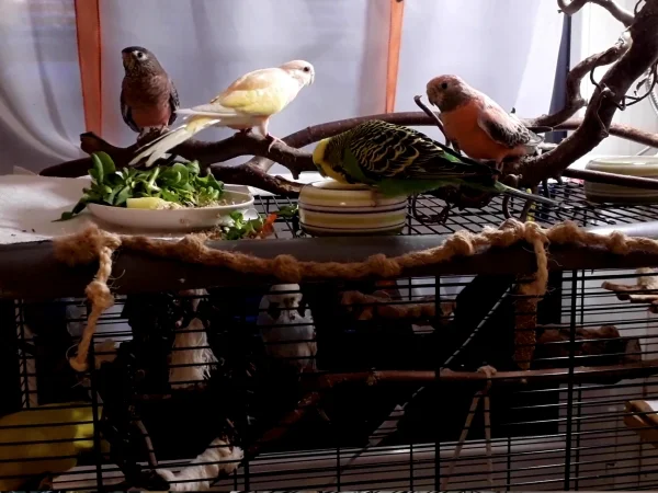 Wellensittich-Bild: Wellis und Bourkis auf dem Wellikäfig beim Dinner
