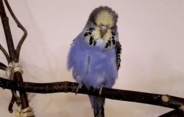 Wellensittich-Bild: Das ist Pinsel vor 2 Monaten, am Anfang der Jungmauser. 