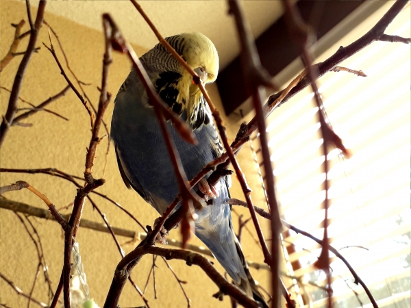 Pinsel
