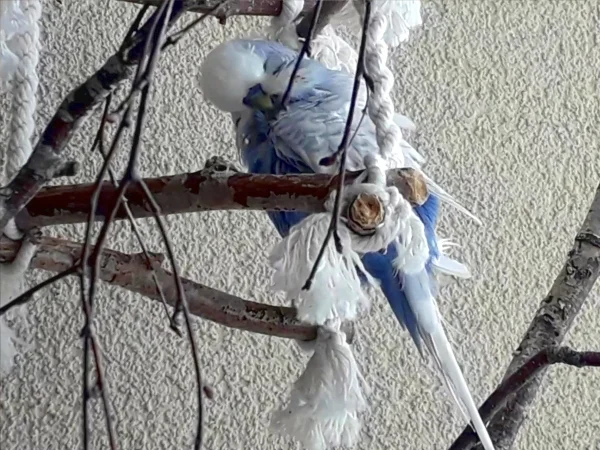 Wellensittich-Bild: Herr Wolke ist mein kleiner Fußgänger, ihn fallen leider immer wieder Schwungfedern aus.