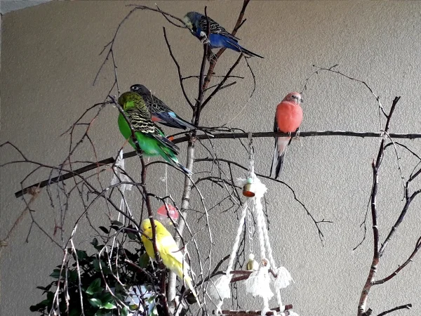 Wellensittich-Bild: Mein bunter Schwarm im Sommer auf der Freiluftloggia