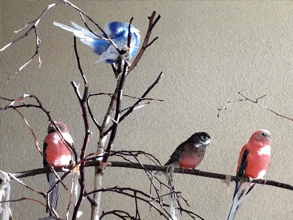 Wellensittich-Bild: Ein Teil meines Schwarmes auf der Freiluftloggia, Herr Wolke, Zizibe, Spatz und Himbär