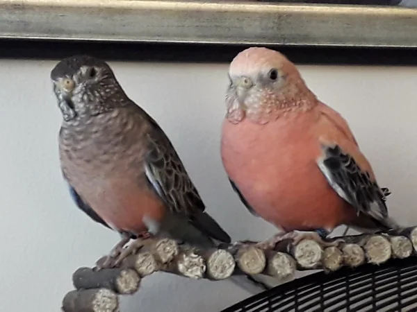 Wellensittich-Bild: Himbär und Spatz glücklich vereint