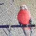 Pinsel