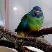 Pinsel