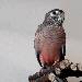 Pinsel