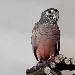 Spatz