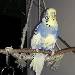 Pinsel