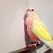 Pinsel
